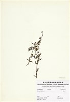 藏品(黃細心)的圖片